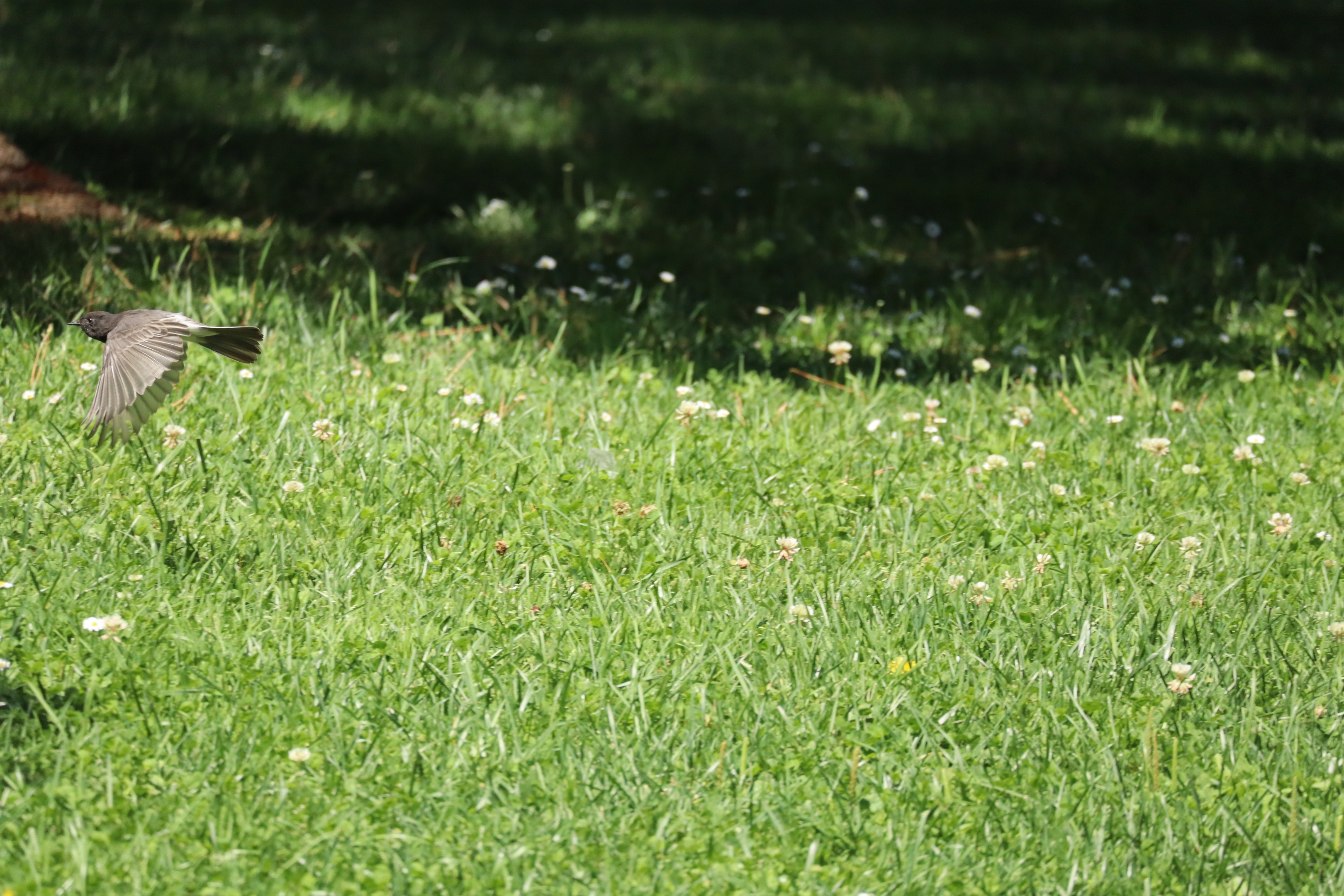 there is a bird in this image