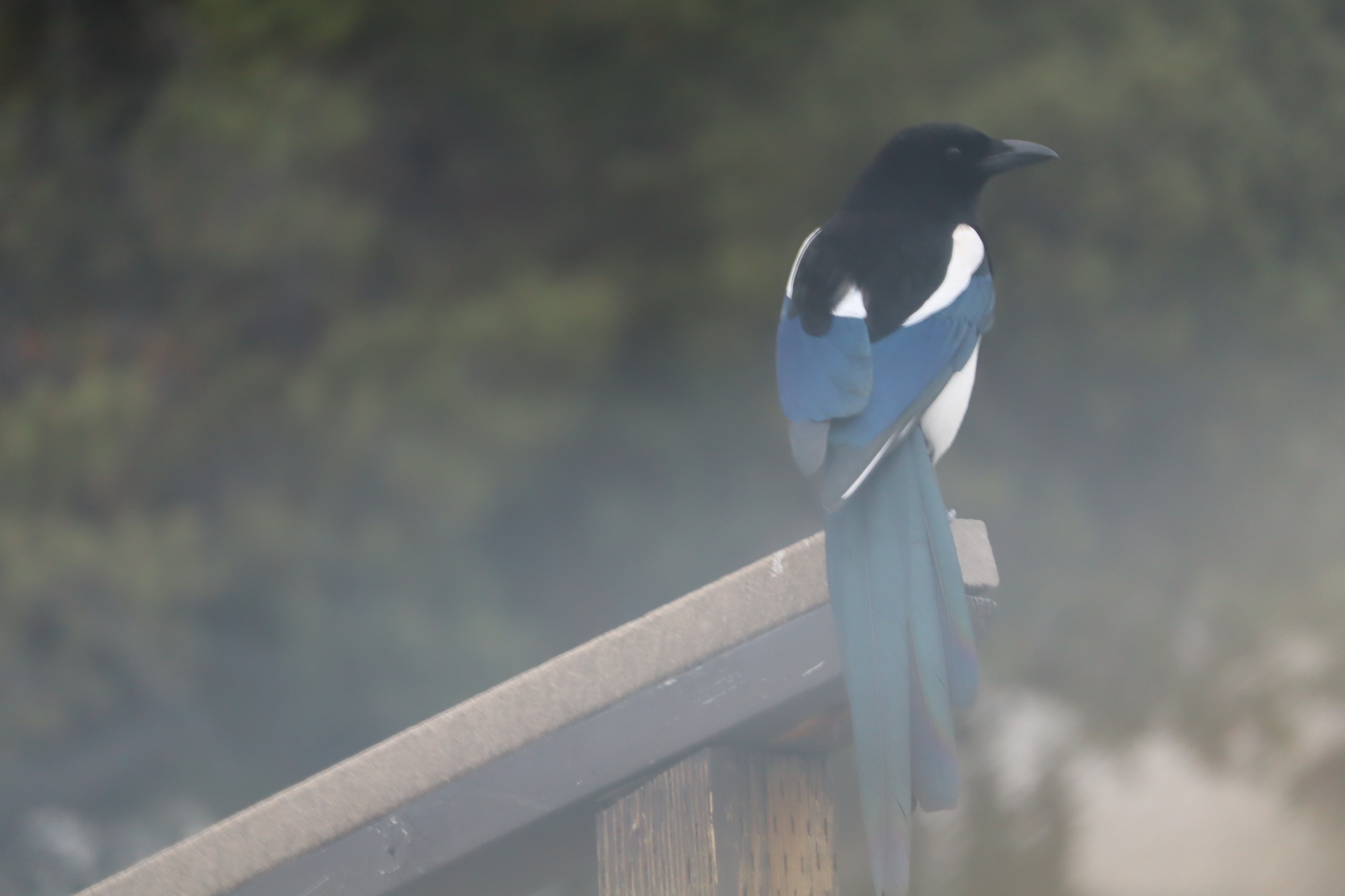 There's a bird in this image