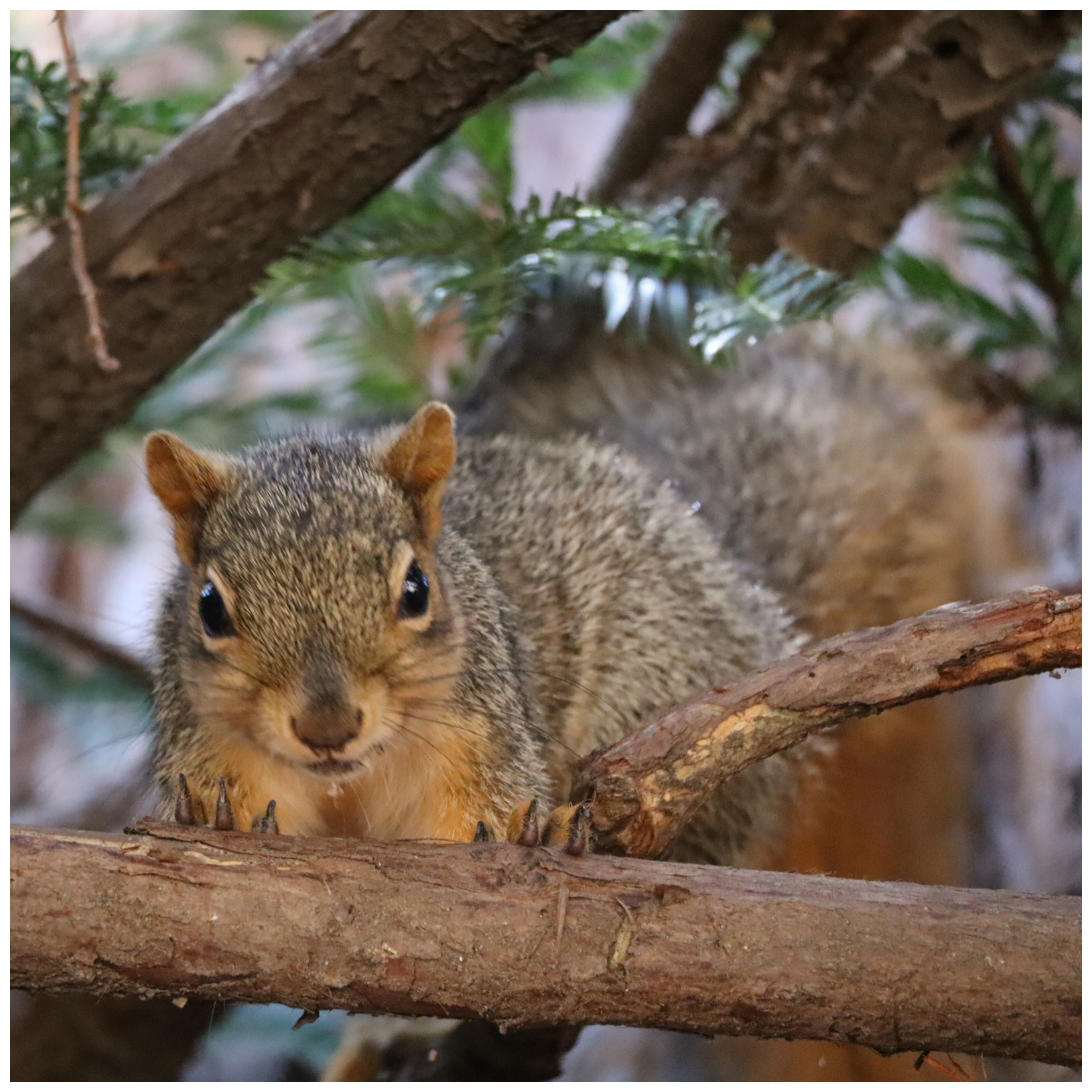 Squirrels