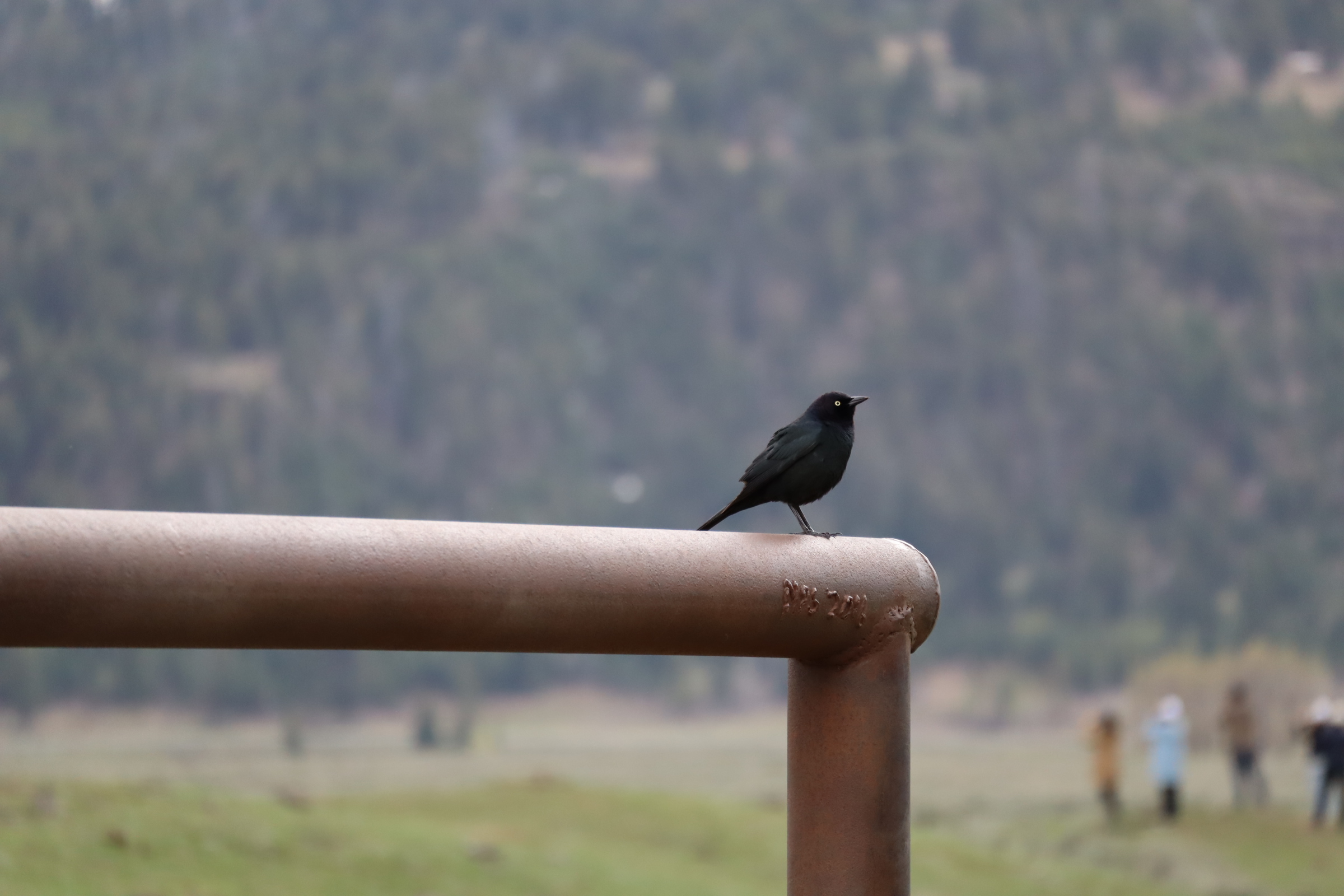 There's a bird in this image