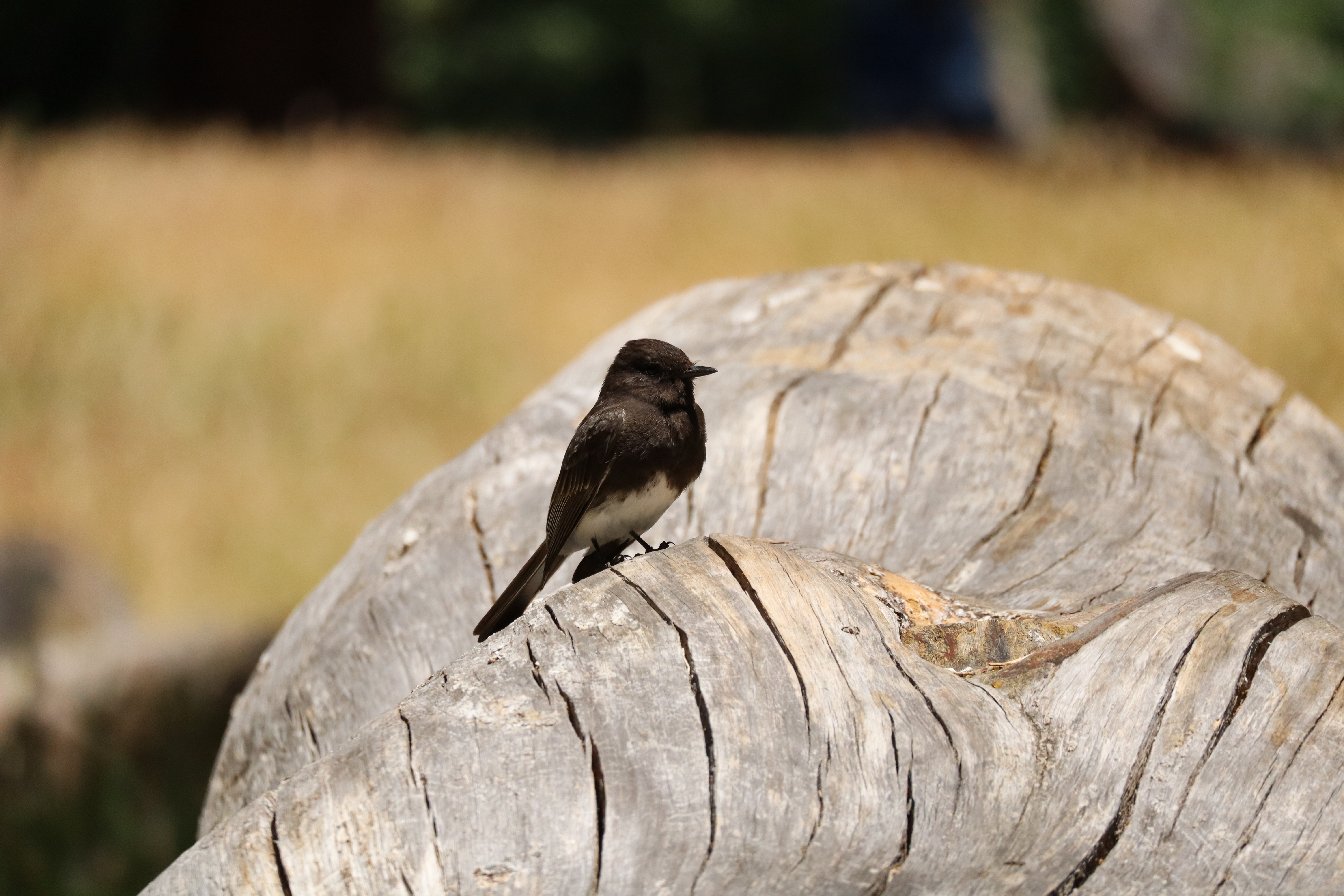 there is a bird in this image