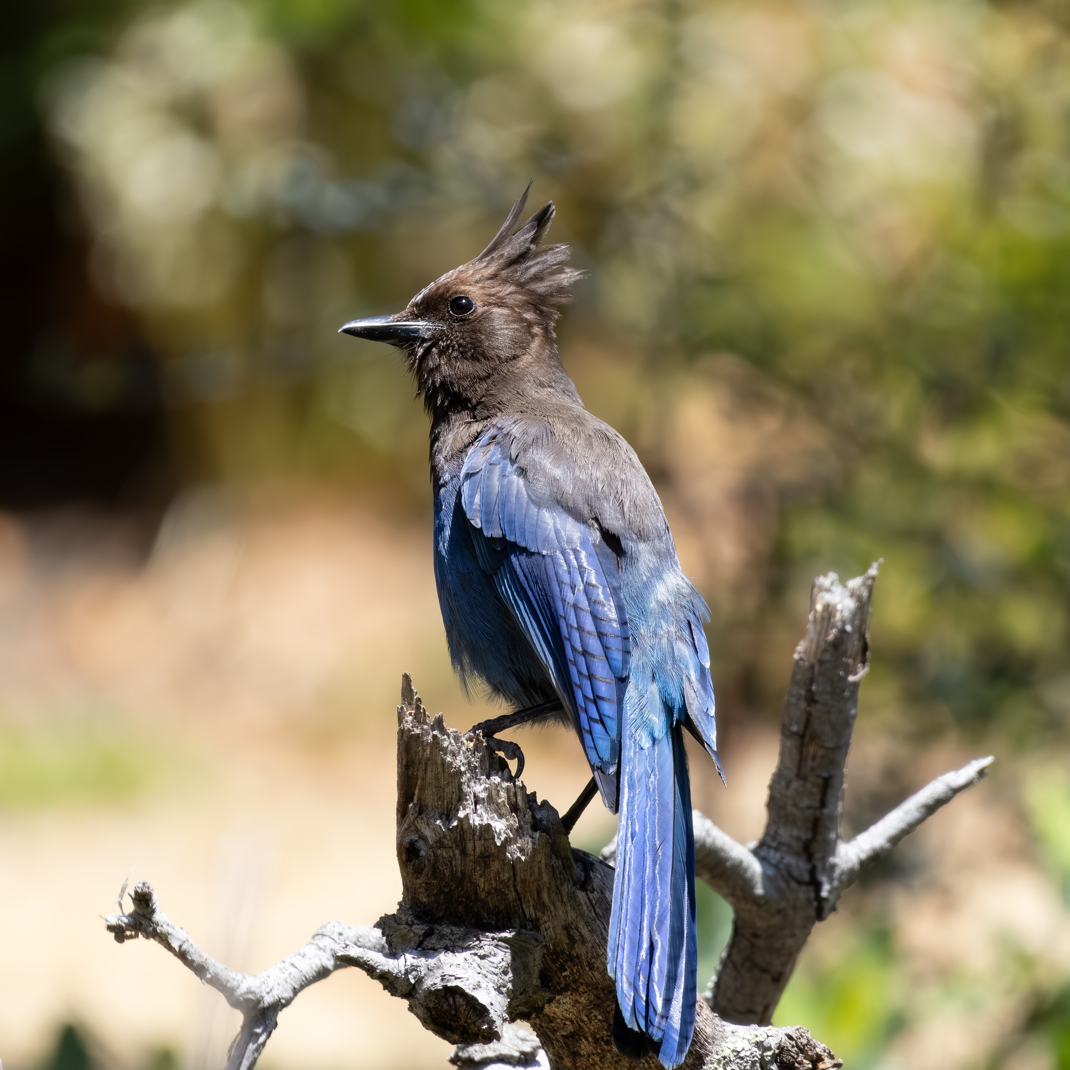 There's a bird in this image