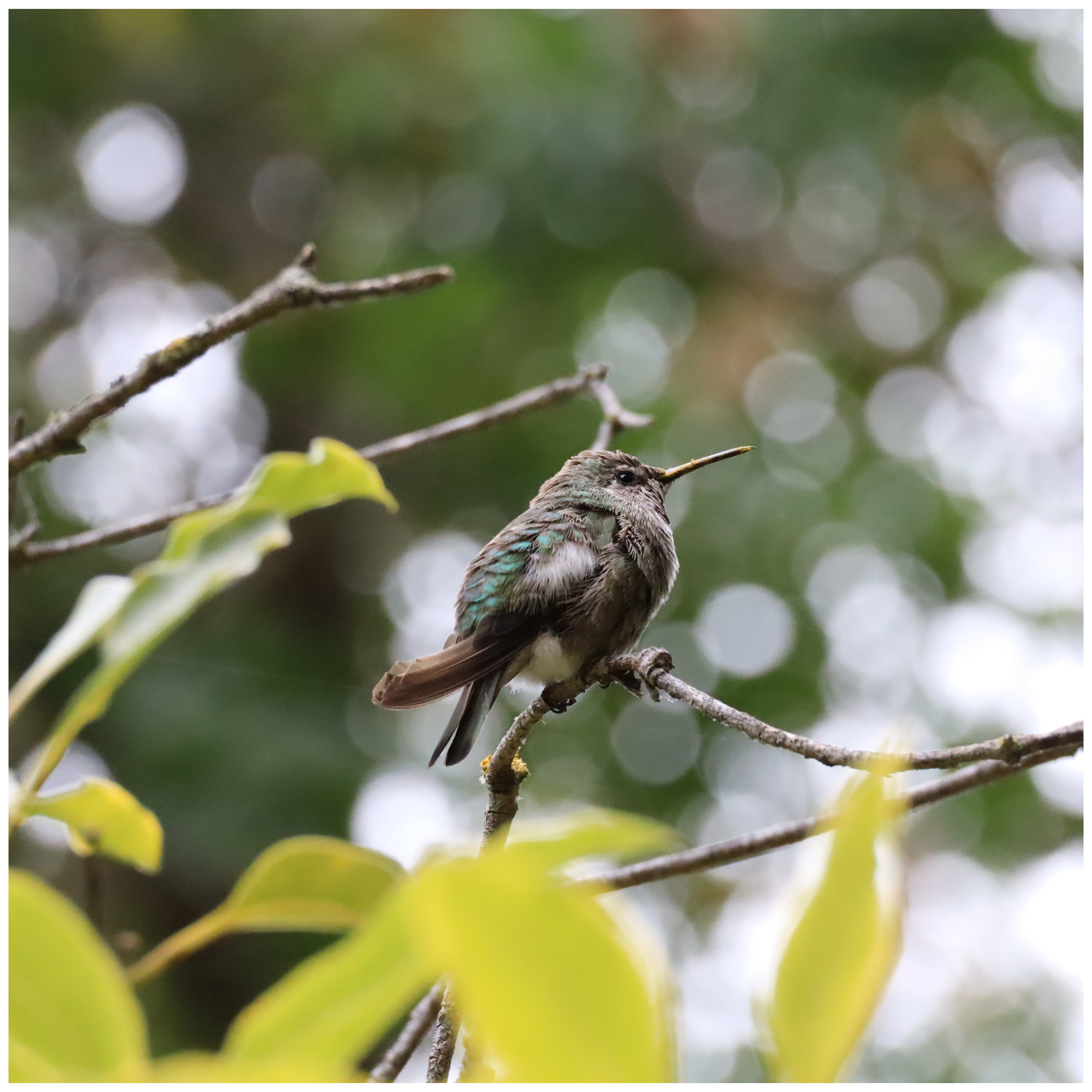 There is a bird in this image