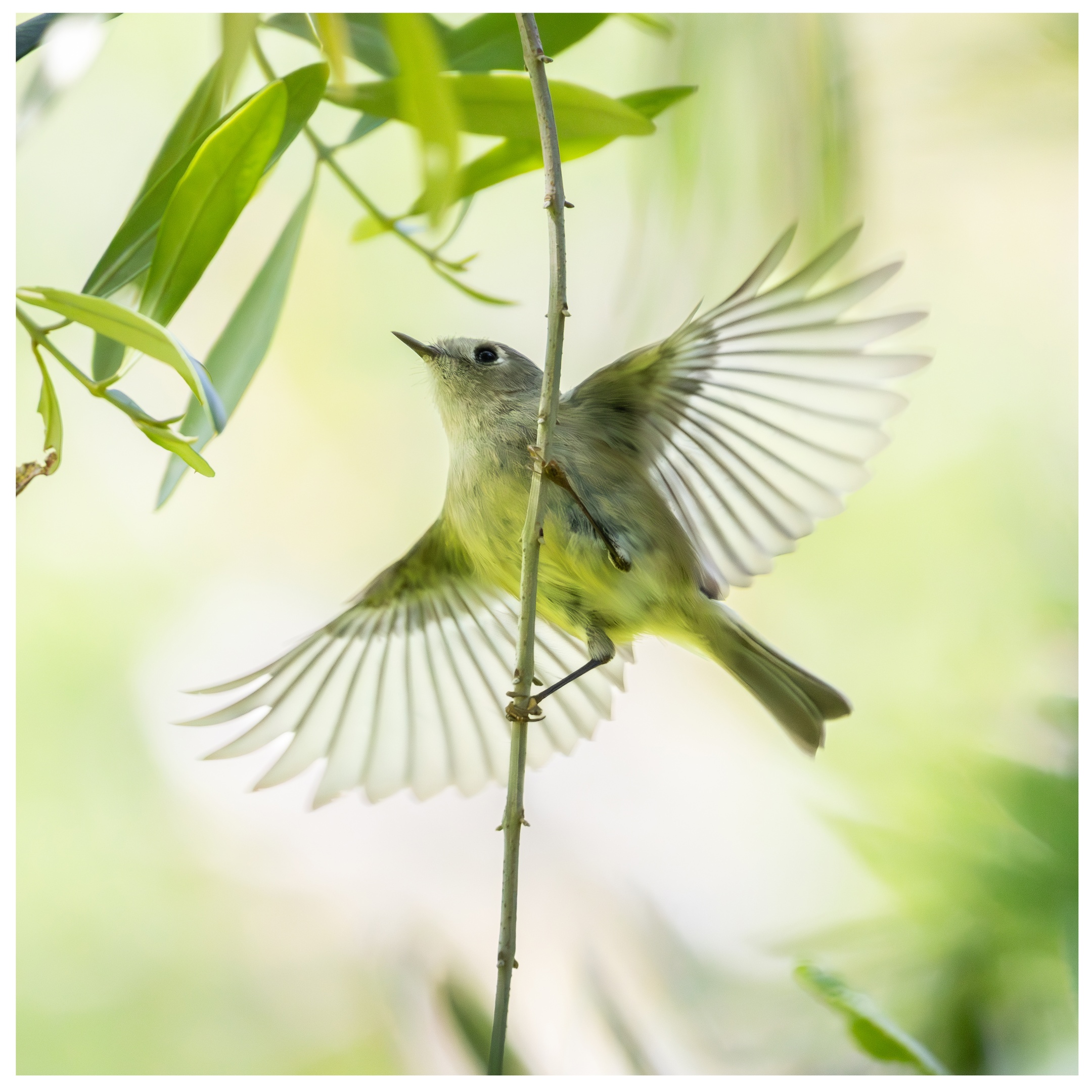 There is a bird in this image