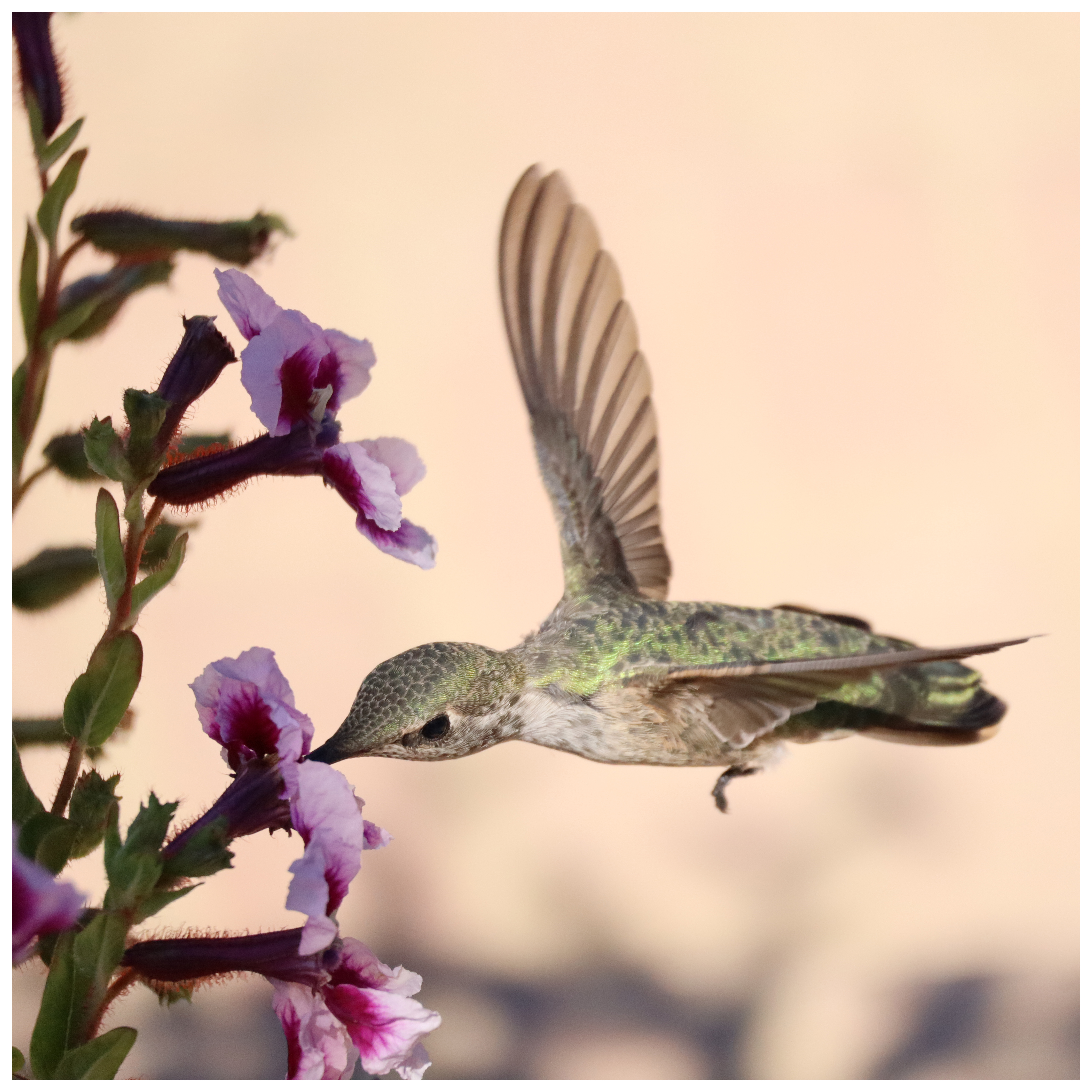 There is a bird in this image