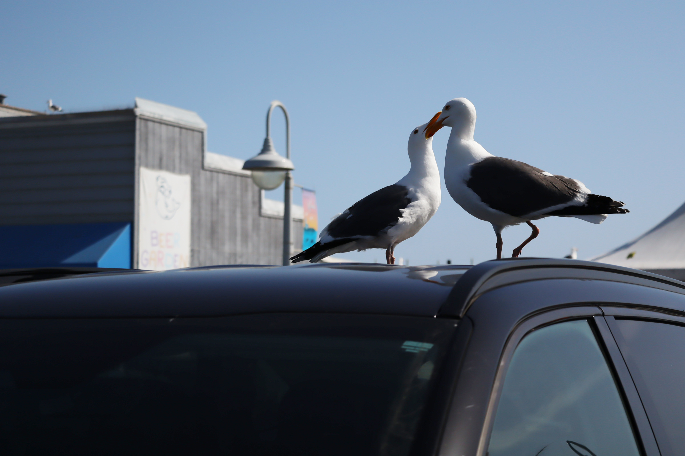 There's a bird in this image