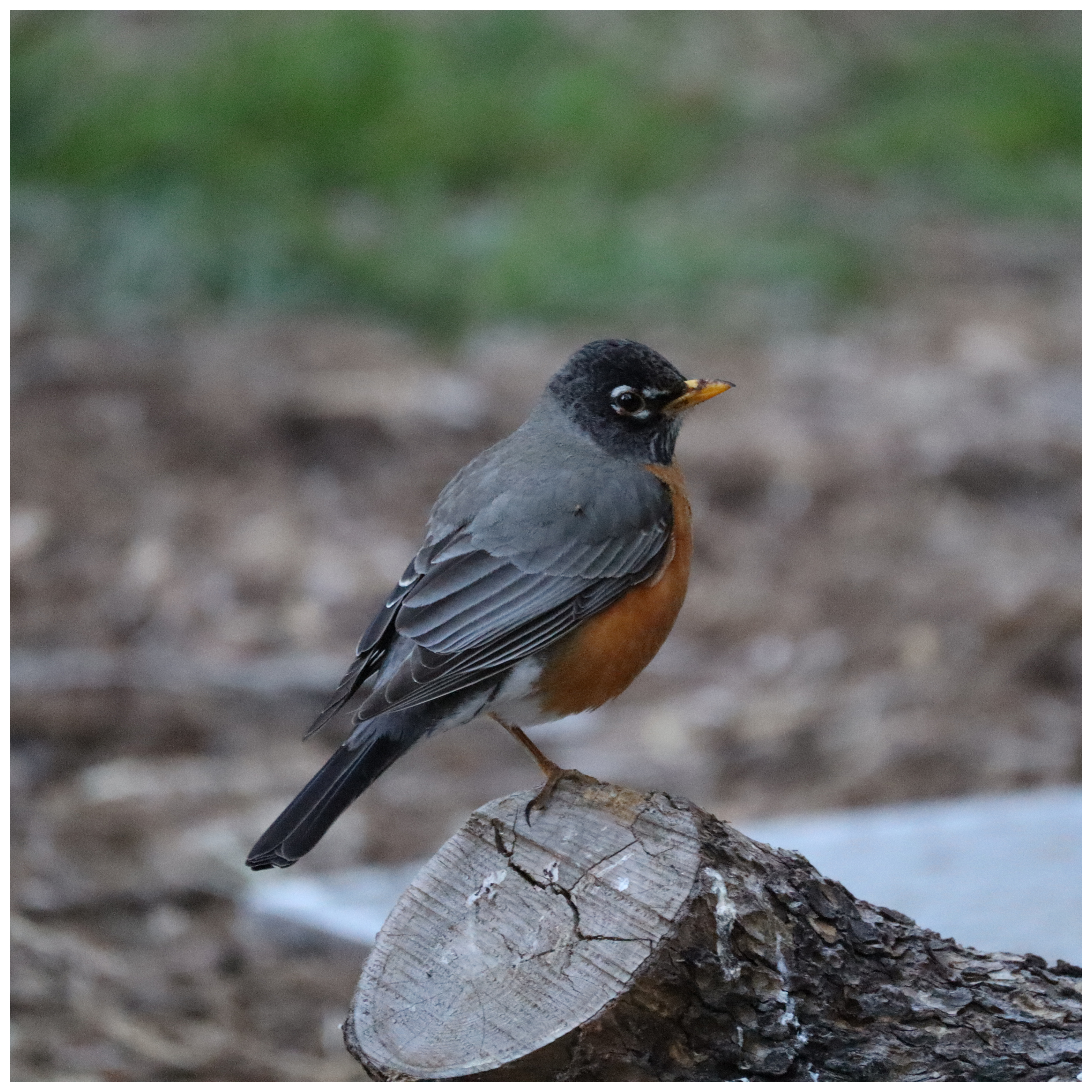 There is a bird in this image