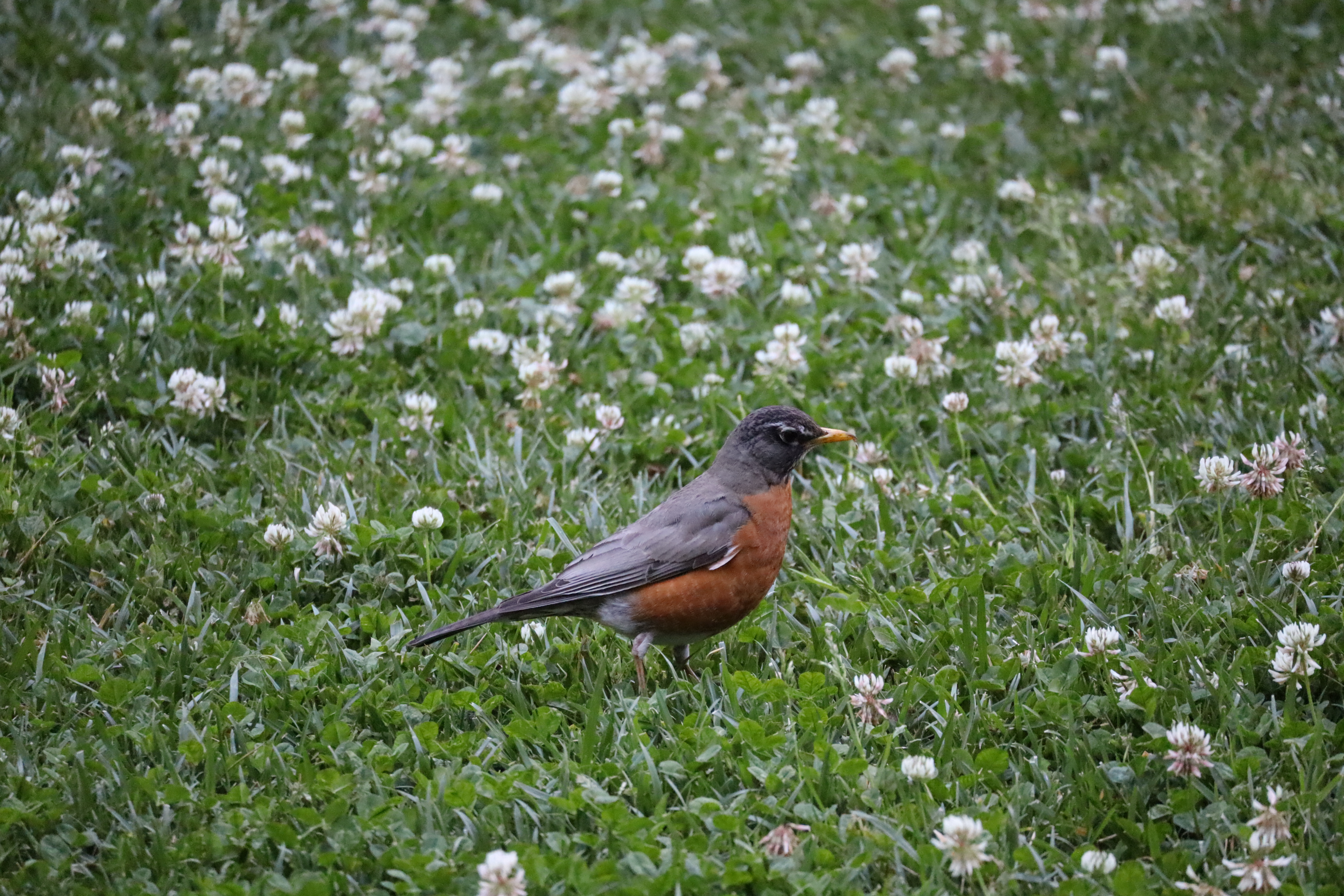 there is a bird in this image