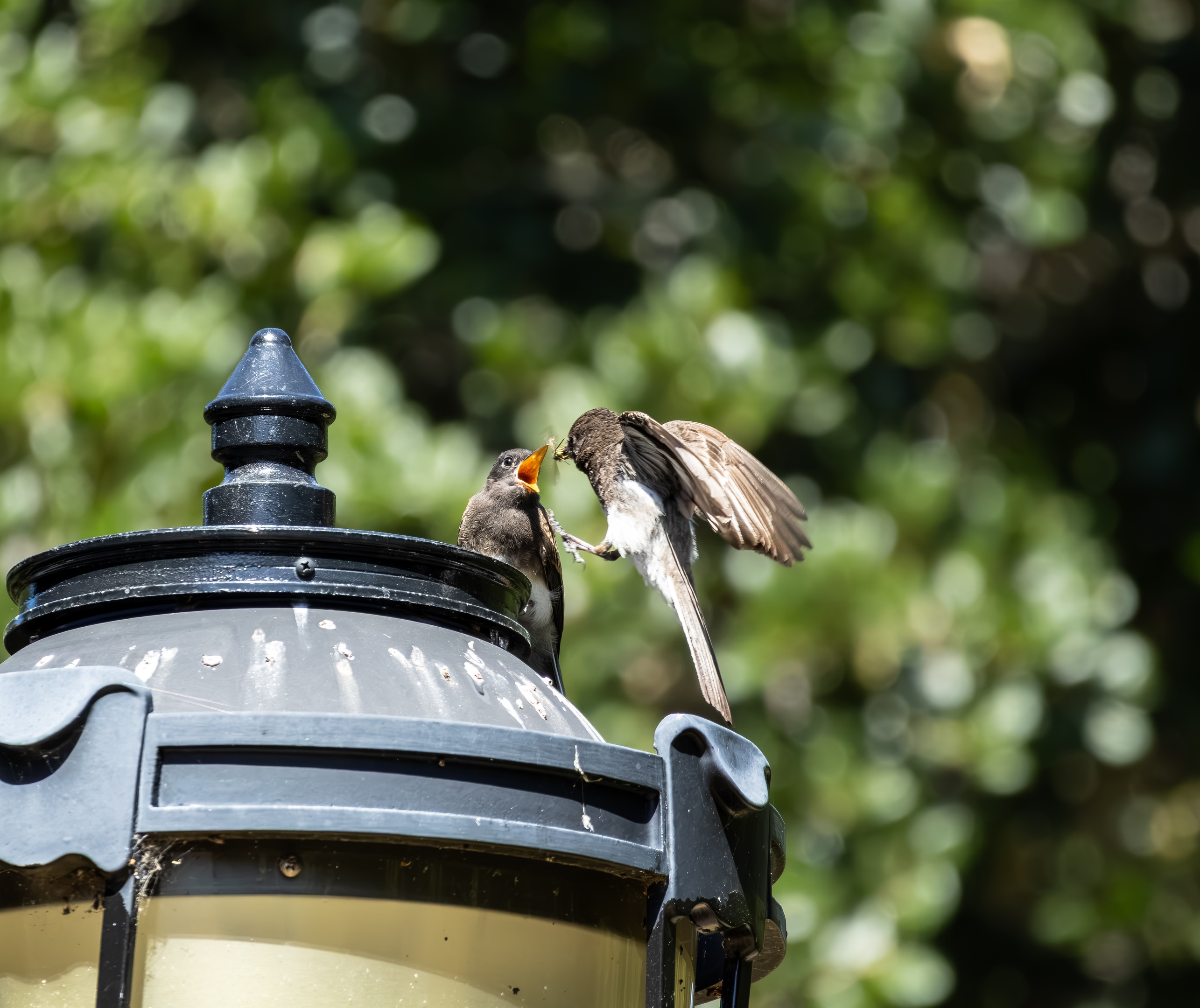 there is a bird in this image