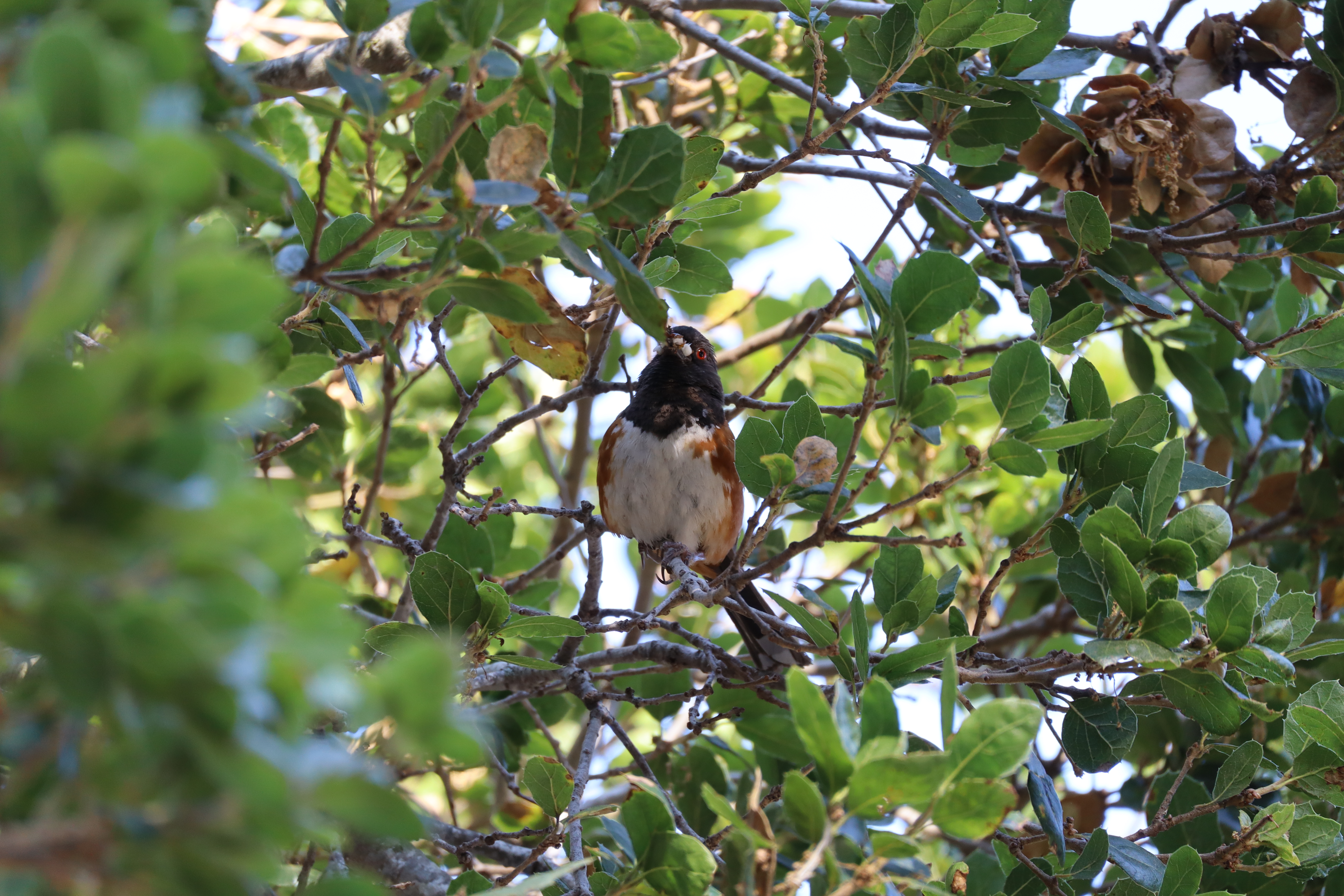 There's a bird in this image