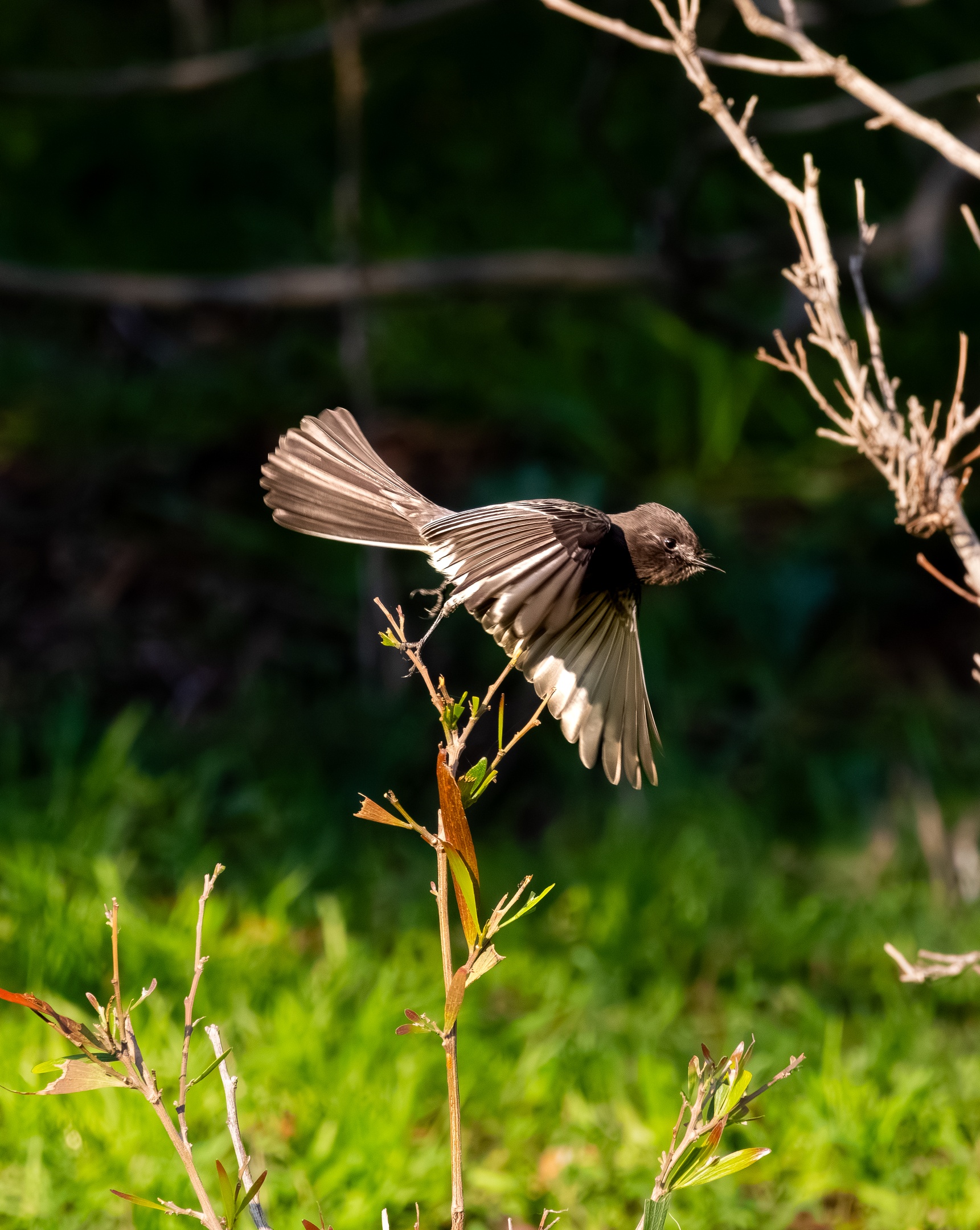 there is a bird in this image