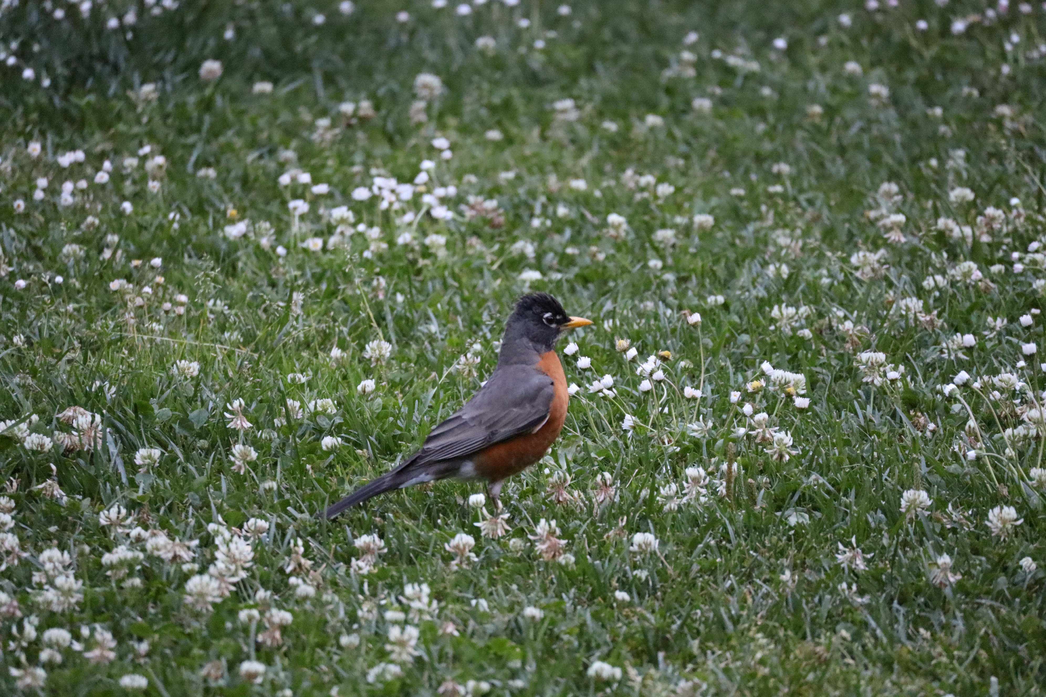 there is a bird in this image