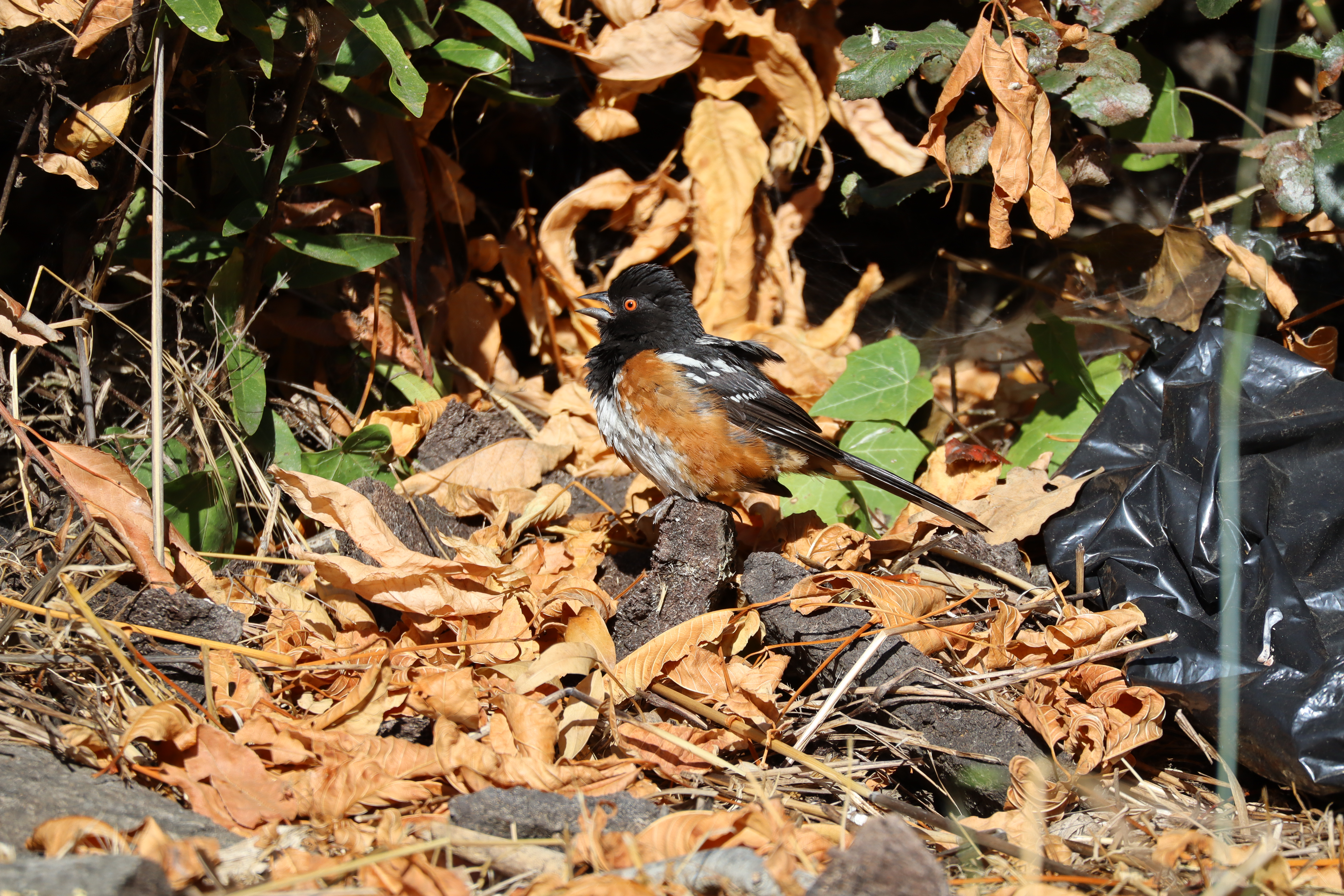 There's a bird in this image