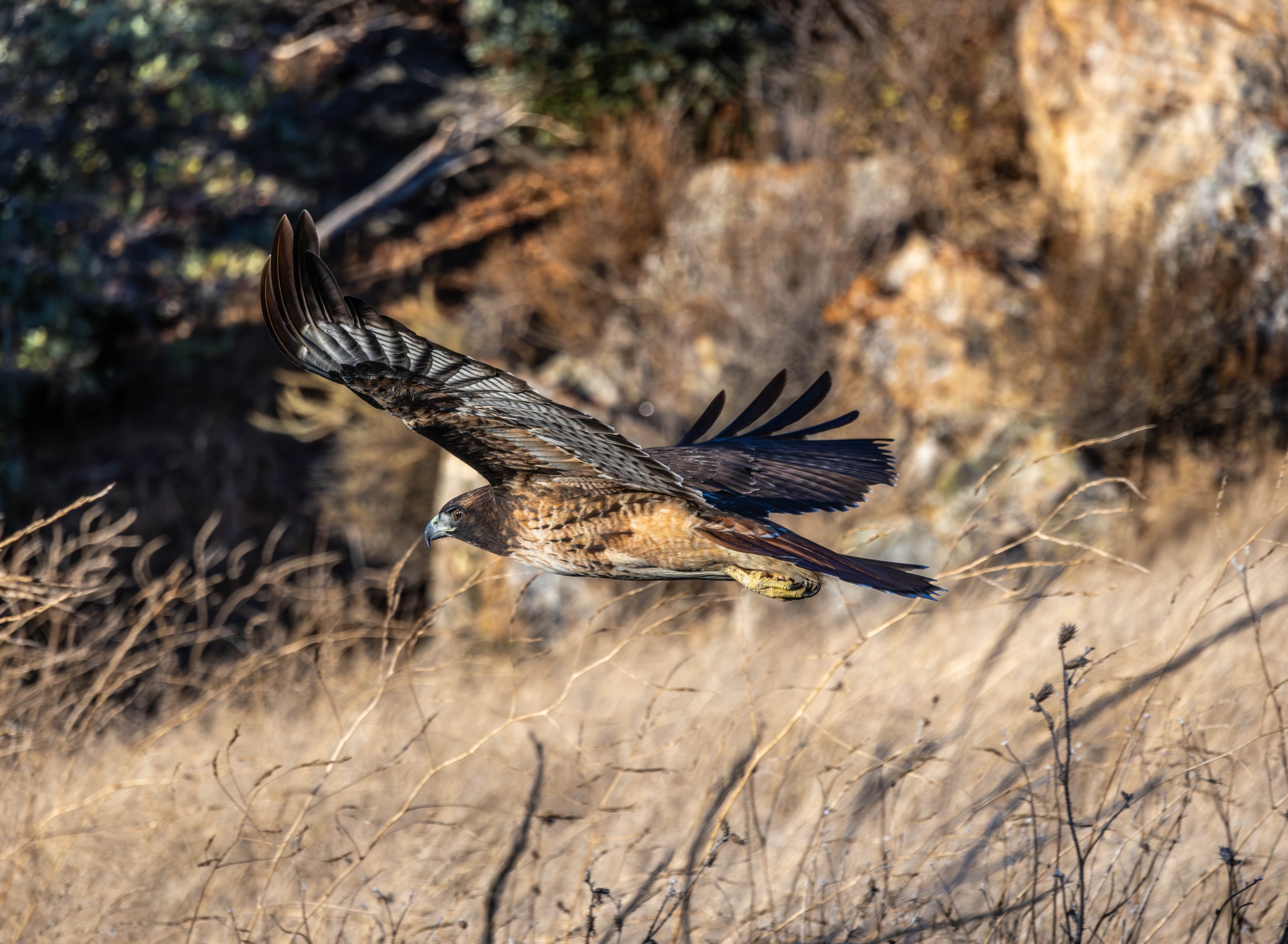 There are 3 squirrels in this image