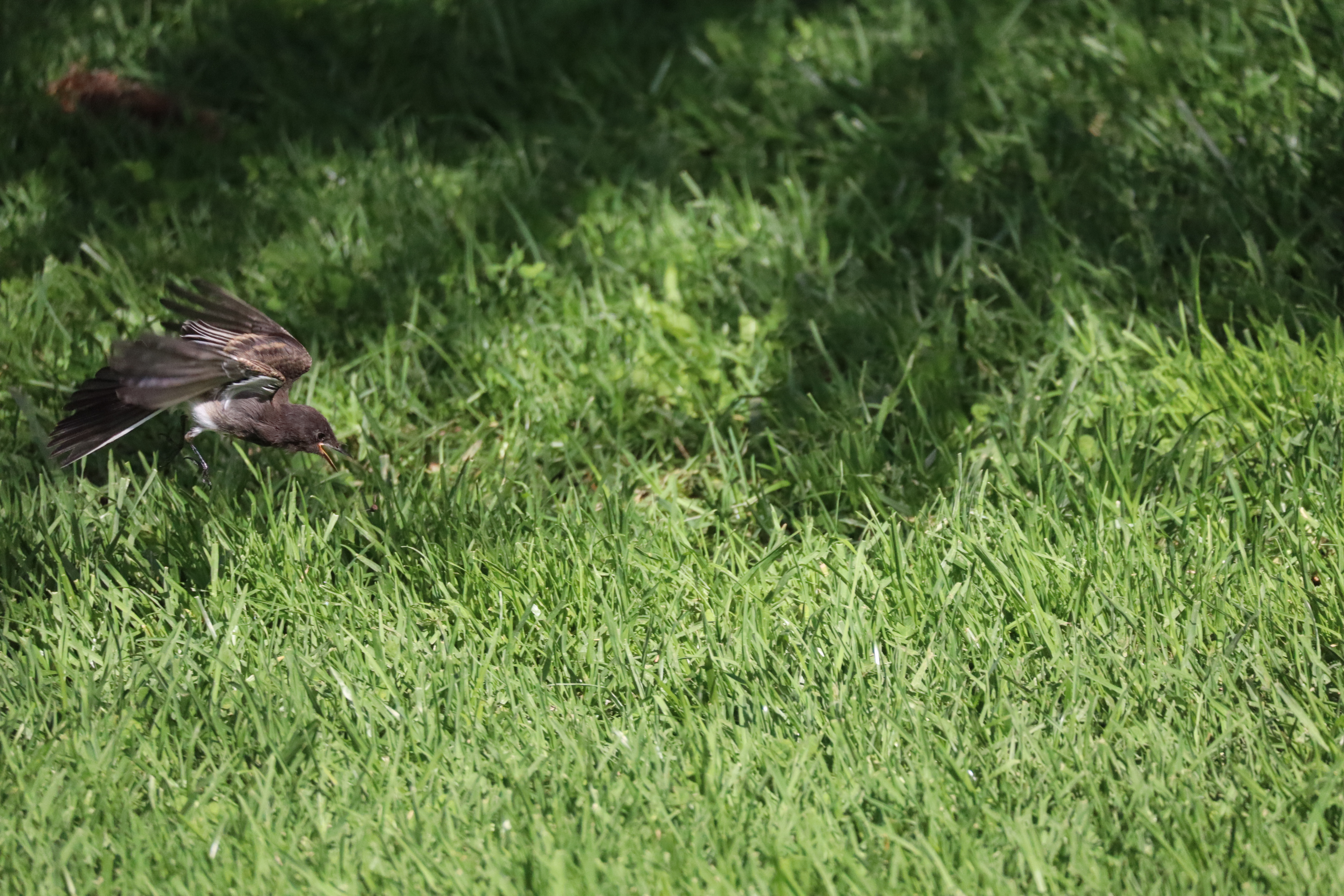 there is a bird in this image
